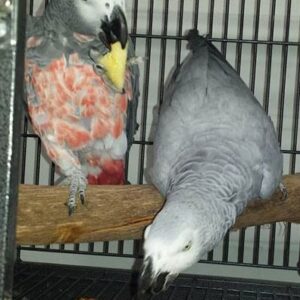 Red Factor African Grey Parrot Pair