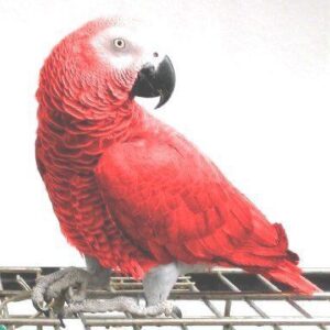 Red Congo African Grey
