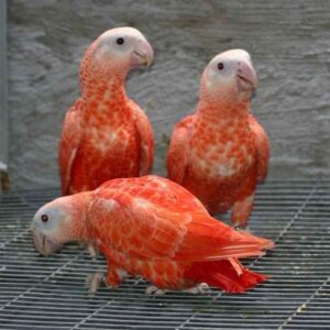 African Grey Parrot-Colored