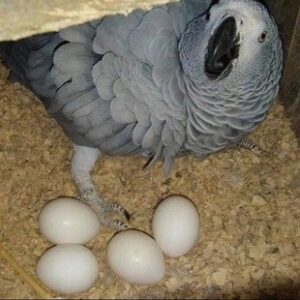 African Grey Parrot  Eggs