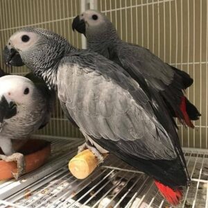 African Grey Parrots