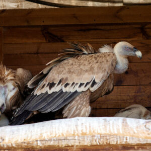 Authentic Ruppell's Griffon Vulture Eggs