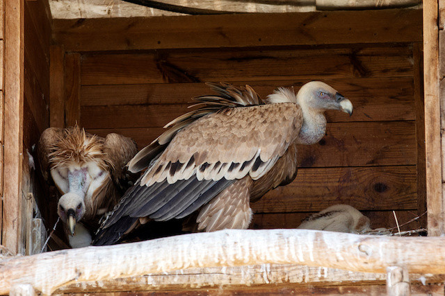 Authentic Ruppell's Griffon Vulture Eggs