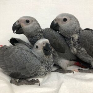 African Grey Parrot Baby's