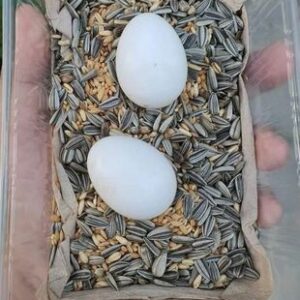 Black Palm Cockatoo Parrot Eggs