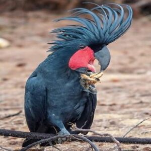 Black Palm Cockatoo Parrots