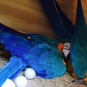 Blue & Gold Macaw Parrot Eggs