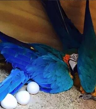 Blue & Gold Macaw Parrot Eggs