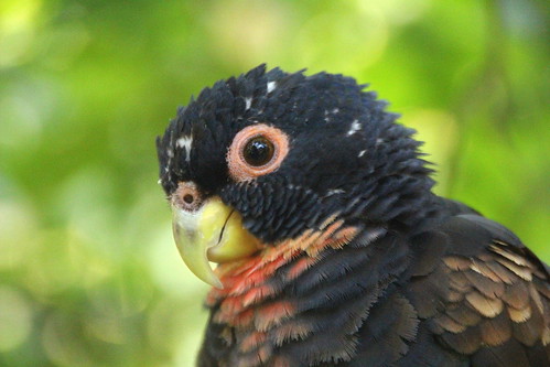 Bronze Winged Pionus