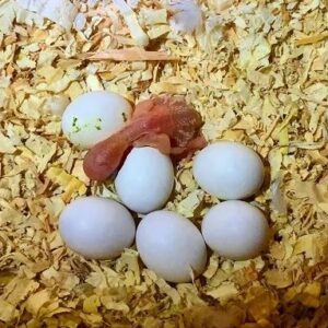 Buffon Macaw Parrot Eggs