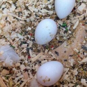 Catalina Macaw Parrot Eggs