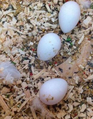 Catalina Macaw Parrot Eggs