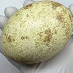 Cinereous Vulture  Eggs