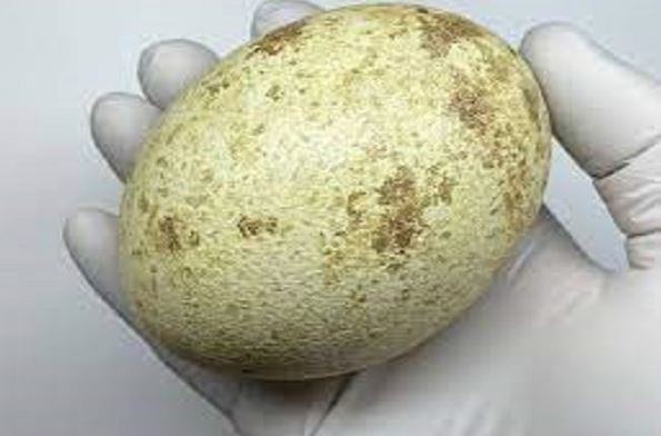Cinereous Vulture Eggs