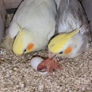 Cockatiel Eggs