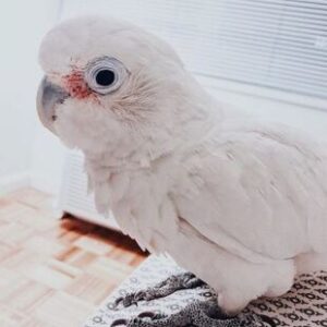 Cockatoo, Baby