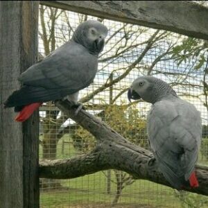 Couple African Grey Parrots