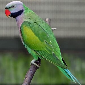 Derbyan Parakeet