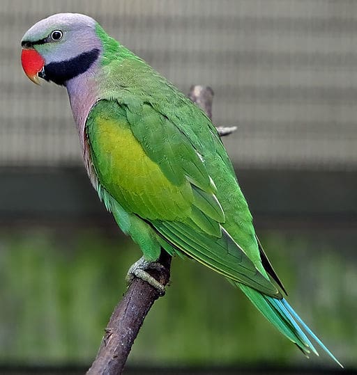 Derbyan Parakeet