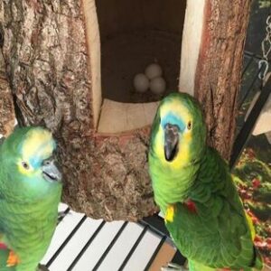 Double Yellow Head Amazon Parrot Eggs