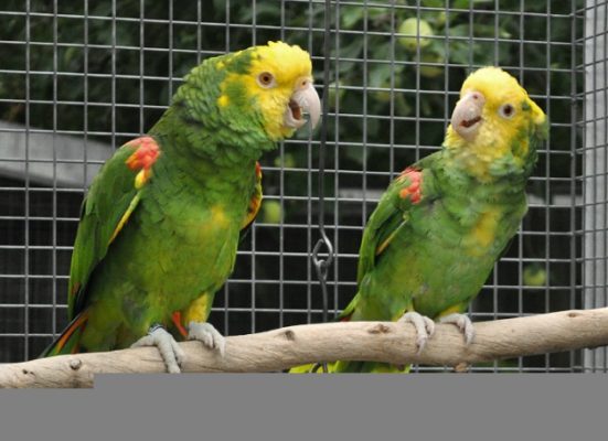 Double Yellow Headed Amazon