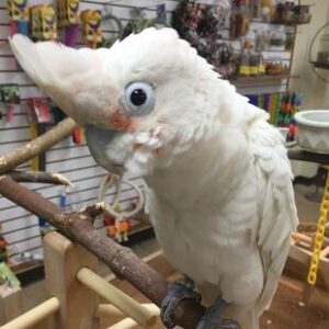 Goffin's Cockatoo Parrots