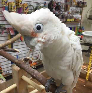 Goffin's Cockatoo Parrots