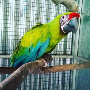 Great Green Macaw