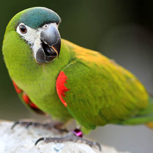 Hahn's Macaw