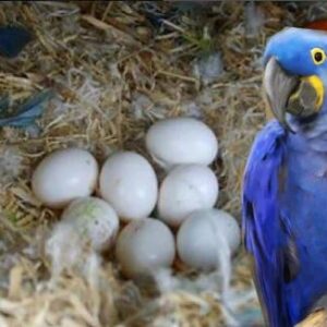 Hyacinth Macaw Parrot Eggs