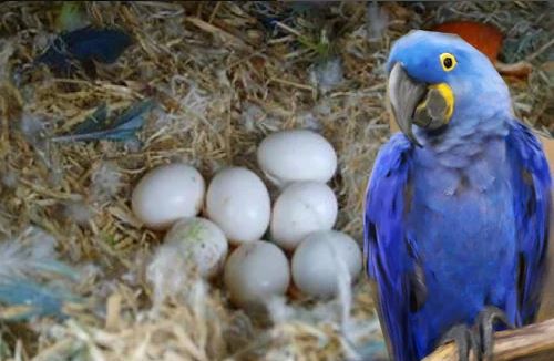 Hyacinth Macaw Parrot Eggs