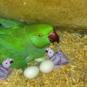 Indian Ringneck Parrot Eggs