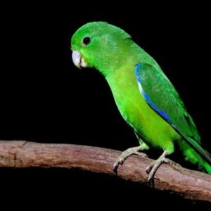 Manu Parrotlet