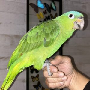 Mealy Amazon Parrot For Sale