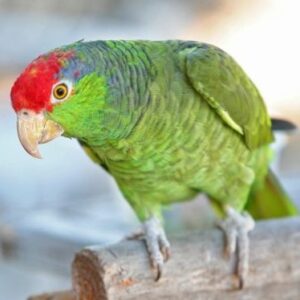 Mexican Red Headed Amazon