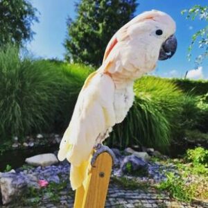 Moluccan Cockatoo Parrots