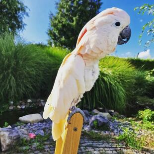 Moluccan Cockatoo Parrots