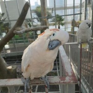 Moluccan Cockatoo Parrots