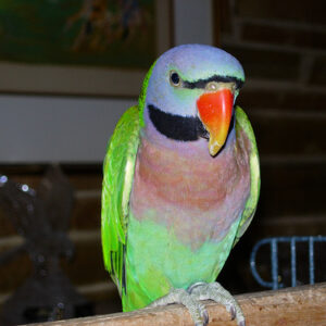 Red-Breasted Parakeet