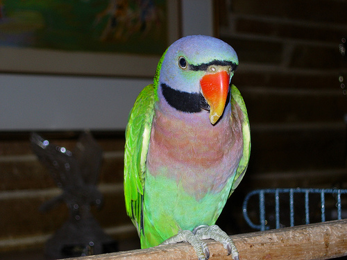 Red-Breasted Parakeet