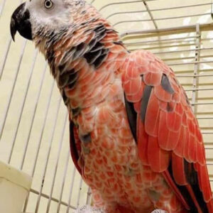 Red Factor African Grey