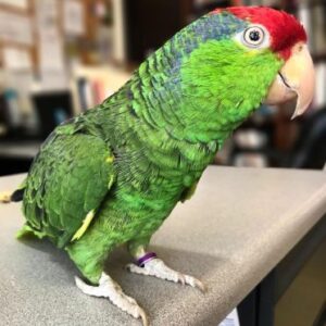 Red Spectacled Amazon