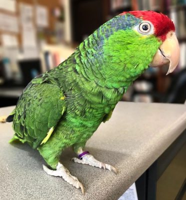 Red Spectacled Amazon