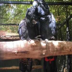 Red Tailed Black Cockatoo Parrots