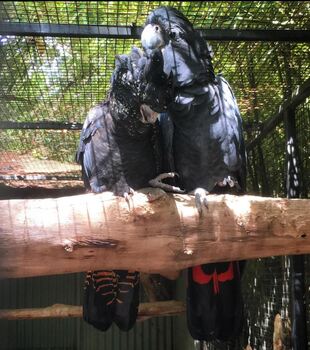 Red Tailed Black Cockatoo Parrots