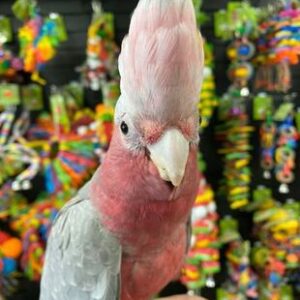 Rose Breasted Cockatoo Parrots