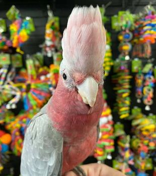 Rose Breasted Cockatoo Parrots