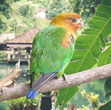 Rusty-Faced Parrot