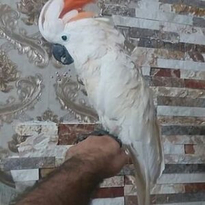 Salmon Crested Cockatoo