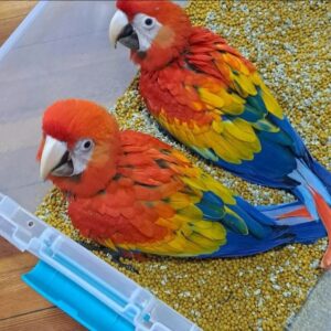 Macaw Parrot, Baby